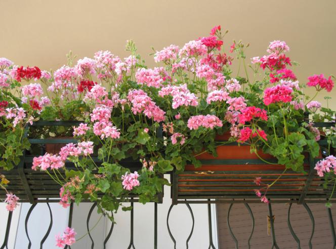 kwiaty-balkonowe