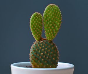 Opuncja drobnokolczasta - Opuntia microdasys