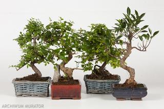 Drzewko bonsai żywe  - 10 najlepszych roślin na bonsai do domu i na zewnątrz