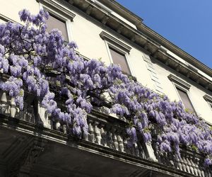 Wisteria