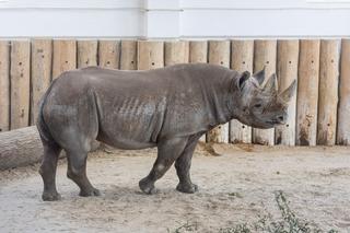 Nosorożce słuchają radia