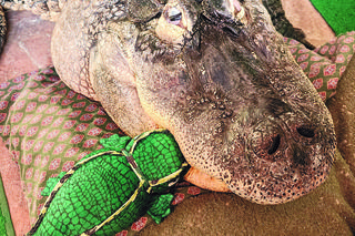 Oddajcie mi aligatora!