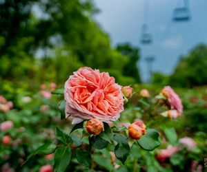 Rosarium w Parku Śląskim