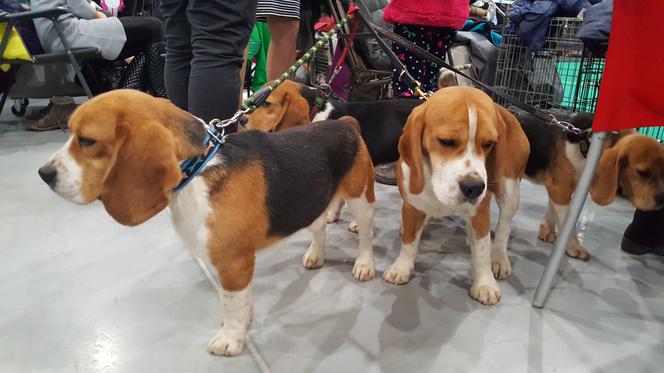 Międzynarodowa Wystawa Psów Rasowych w Bydgoszczy