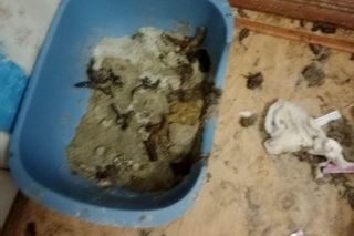 59-latka przetrzymywała psy i koty w koszmarnych warunkach