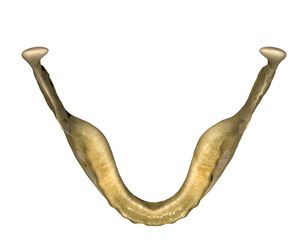 Kość gnykowa - budowa, funkcje, złamania