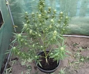 Marihuana, amfetamina i 14 krzaków konopi – akcja policji w  gminie Ujście
