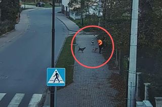 Agresywne psy rzuciły się na chłopca. Nagranie z Bogatyni przeraża 