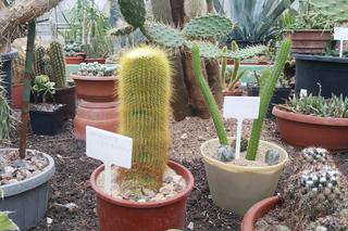 Kolekcja kaktusów w Bydgoszczy