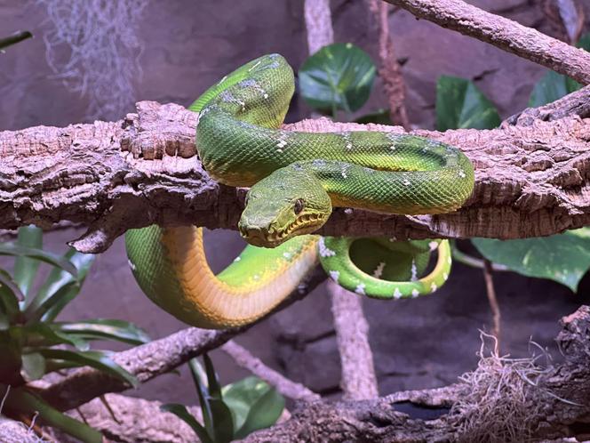 Nowe Egzotarium w Sosnowcu wkrótce otworzy się dla gości. Zobacz, jak wygląda w środku!