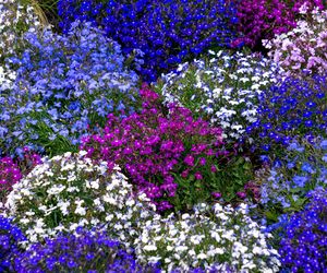 Kwiaty idealne na balkon i do ogrodu. Lobelia obficie kwitnie i tworzy piękne kompozycje z werbeną i pelargoniami. Tak o nią dbaj, a będzie kwitła aż do jesieni
