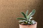 Gasteria