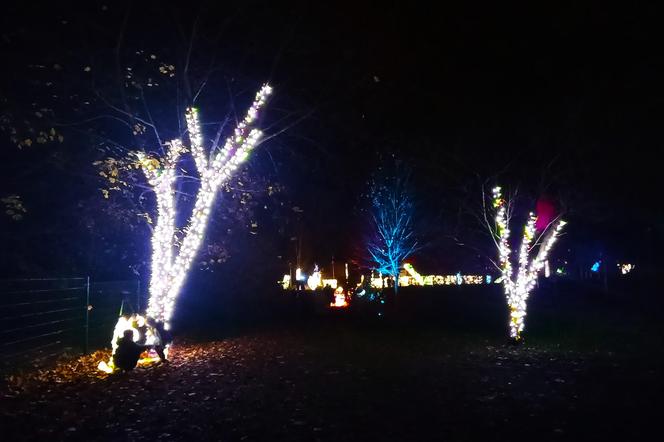 Garden of Lights w Szczecinie