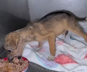 Porzucone szczeniaki w pudełku znalezione w środku lasu