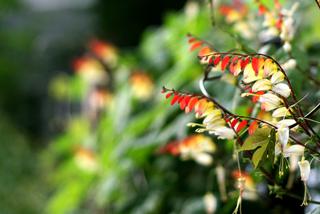 Pnącza na balkon - wilec klapowany (Ipomoea lobata). Jego kwiaty zmieniają kolor!