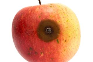 Gorzka zgnilizna jabłek - choroba przechowalnicza jabłek