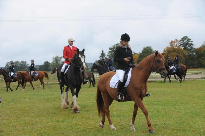 Bez żony nie radzi sobie z koniem