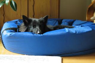 Prezent dla psa na święta. Co kupić pupilowi pod choinkę?