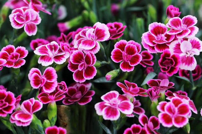 Goździk ogrodowy (Dianthus caryophyllus)