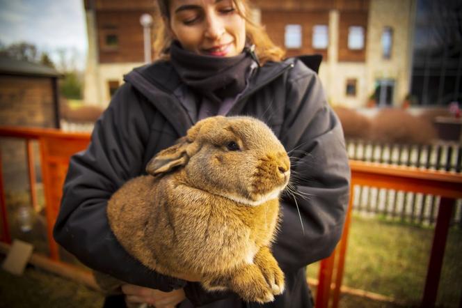 Chorzowski skansen ma nowych mieszkańców. To cztery słodkie króliki