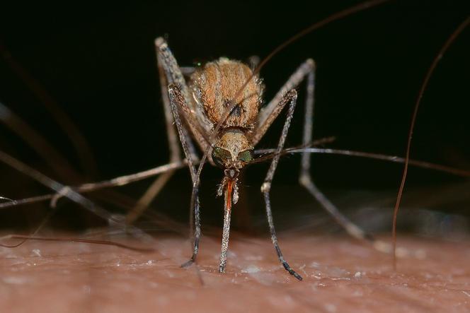 Komary w Szczecinie to ostatnio prawdziwa plaga! Ale już wkrótce odczujemy ulgę