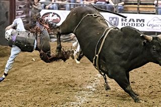 Miasto zakazało ujeżdżania byków! Rodeo zostało odwołane