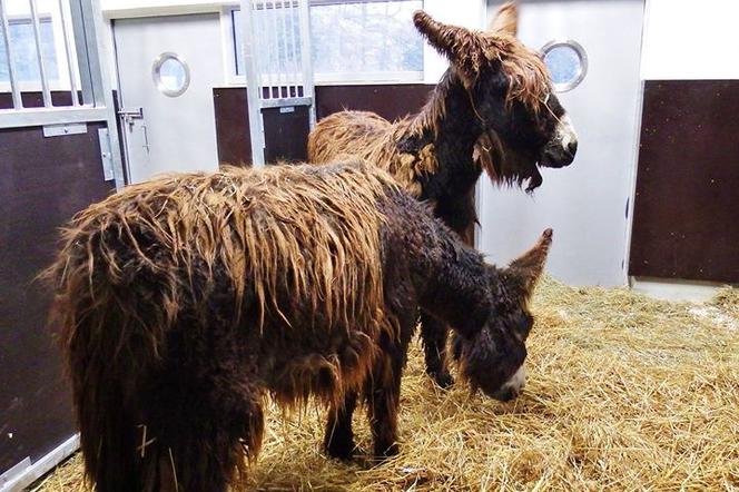 Zoo w Chorzowie ma nowych mieszkańców. To dwa osły Poitou