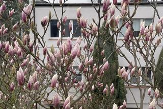 We Wrocławiu powstał Dom dla Skrzywdzonych Zwierząt. To pierwsza taka inicjatywa w Polsce. Sprawdź, jak zostać opiekunem tymczasowym