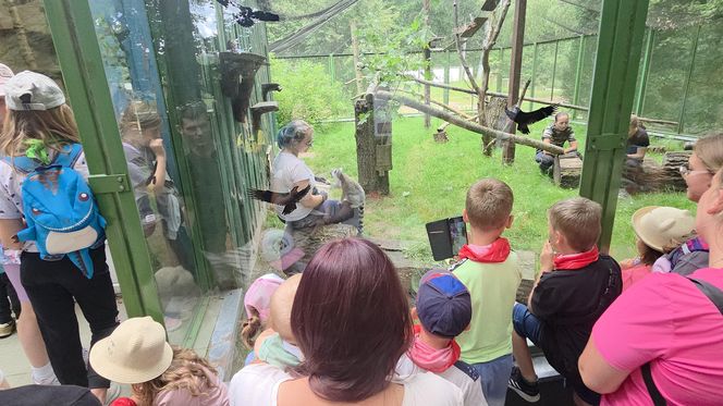 Pokazowe karmienie w myślęcińskim zoo to prawdziwy hit! Sprawdziliśmy to na miejscu