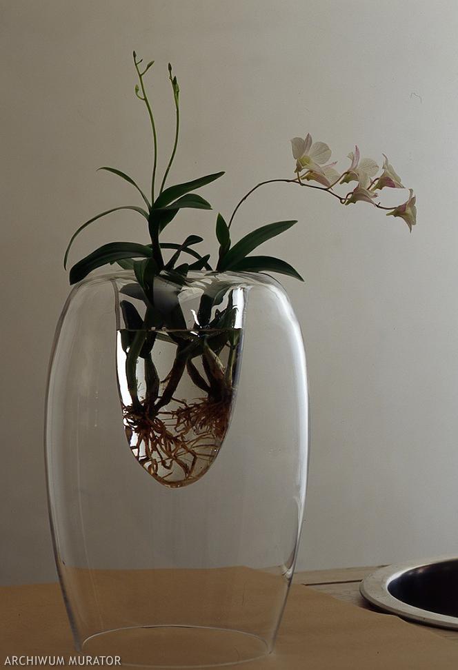 Орхидеи в горшках водой. Орхидея фаленопсис в гидрогеле. Цветы в прозрачных горшках. Стеклянные горшки для орхидей. Горшок прозрачный.