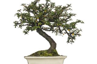Bonsai Cotoneaster horizontalis