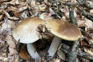 Grzybiarze penetrują lasy w Świętokrzyskiem. 25 czerwca 2024