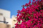Bugenwilla (Bougainvillea)