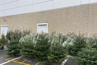 Choinki w Szczecinie