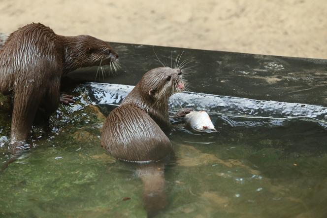 Pokazowe karmienia w Orientarium Zoo Łódź