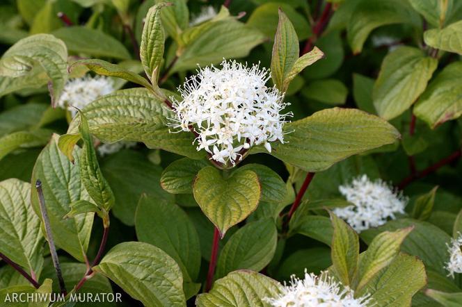 Dereń biały 'Sibirica' - Cornus alba 'Sibirica'