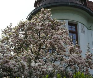 Cieszyński Szlak Kwitnącej Magnolii 