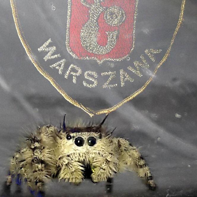 Skakun królewski - jadowity pająk w Polsce! Jak poluje? Czy jest niebezpieczny?