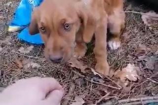 Policjanci pomogli porzuconemu w lesie psu