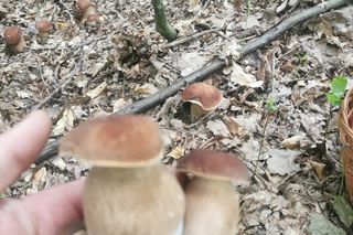 Wysyp grzybów w woj. lubelskim - sierpień 2025