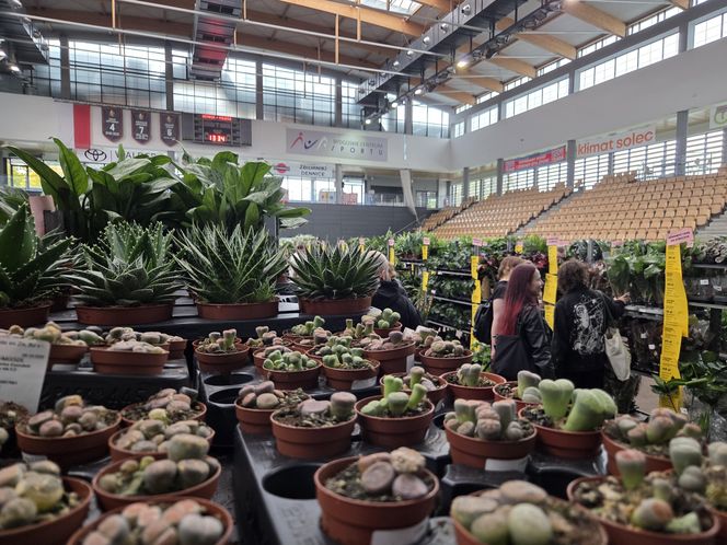 Festiwal Roślin znów zachwycił bydgoszczan! Setki gatunków i wyjątkowa atmosfera