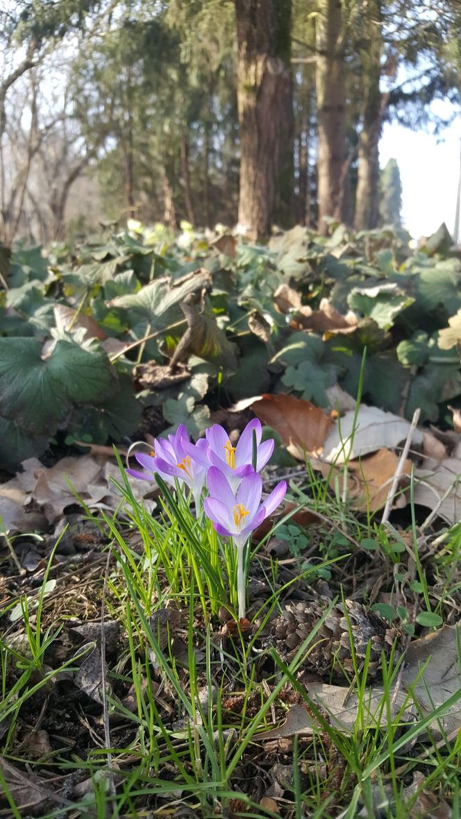 Czy  wiosna ostatecznie pokonała zimę? Pytamy Jarosława Mikietyńskiego z Ogrodu Botanicznego Instytutu Hodowli i Aklimatyzacji Roślin w Bydgoszczy