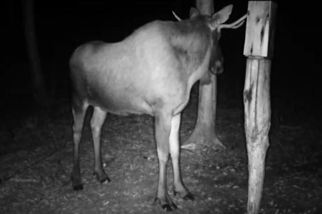 Warmińsko-mazurskie: Co robią zwierzęta w oku kamery? Zobacz niesamowite WIDEO!