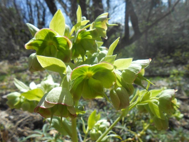 Ciemiernik cuchnący