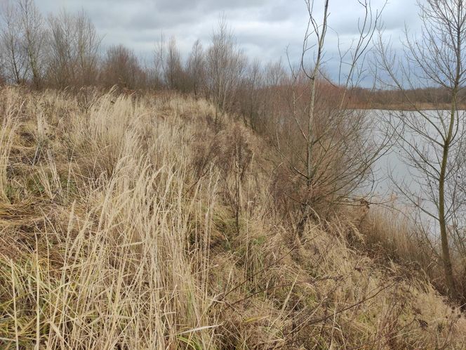 Kamień nad Odrą