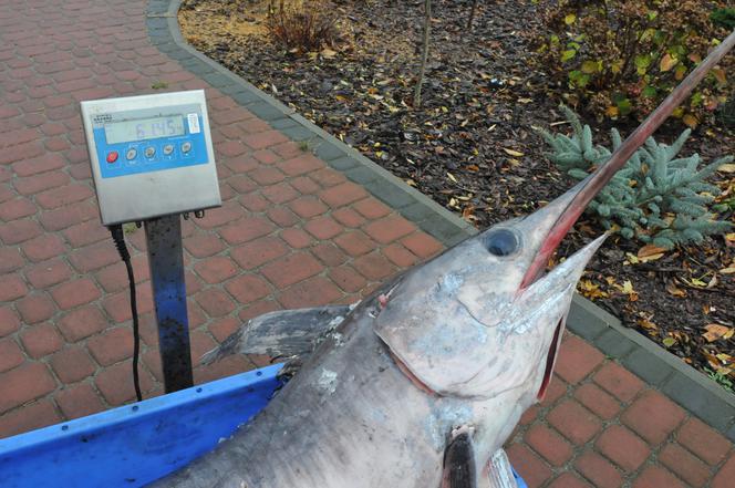 Największy miecznik w Bałtyku!