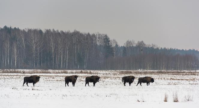 Białowieski Park Narodowy