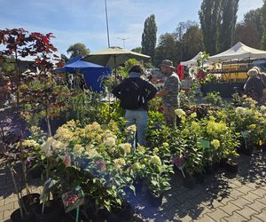 Jesienny Kiermasz Ogrodniczy w Bydgoszczy przyciągnął miłośników zieleni i smakołyków!
