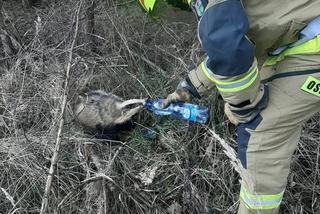 Strażacy z Dolic uratowali borsuka! Zwierzę było bardzo osłabione i spragnione