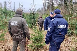 Policjanci i leśnicy patrolują lasy. Pilnują, by nikt nie ukradł choinek 